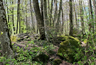 Steiniger Waldboden