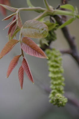 Bunte Blätter im Frühling