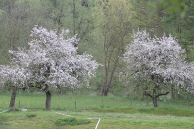 Frühlingsbäume