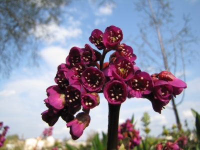 Bergenie (Begenia Cordifolia)