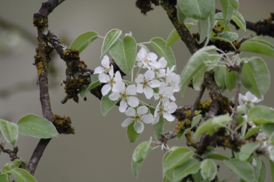 Birnbaumblätter mit Blüte