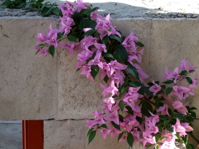 Blumenranke bei der Pater-Noster-Kirche in Jerusalem