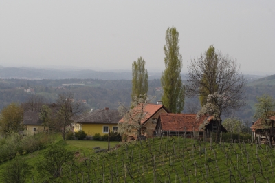 Steirische Weinberge