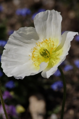 Frühlingsblumen