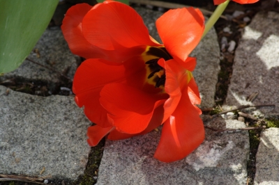 Tulpenrot