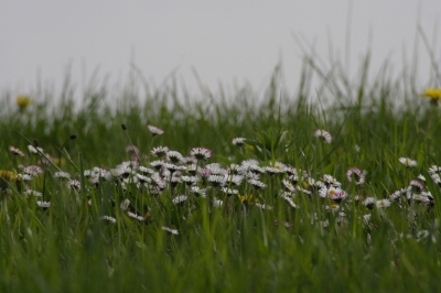 Auf der Wiese