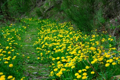 Waldweg