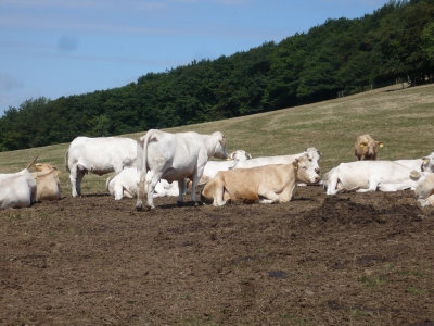 Rinder im Sauerland