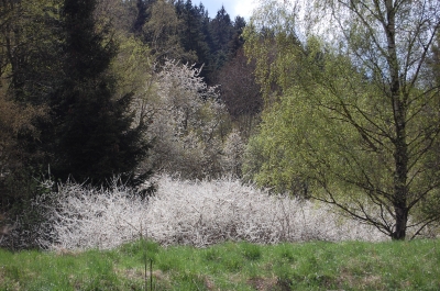 Weißer Frühling