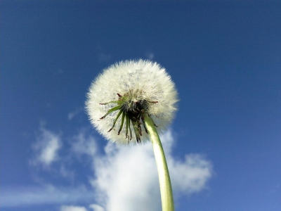 Pusteblume 3