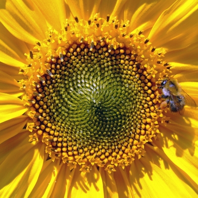 Bienenfleißig