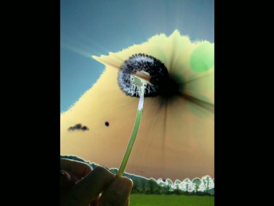 Pusteblume mal anders