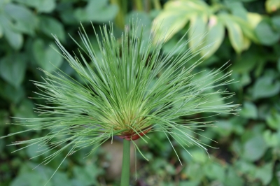 Filigrane Pflanze im Botanischen Garten