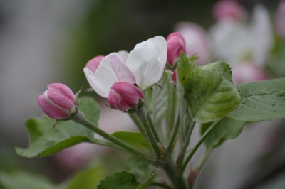 Rosa Apfelblüten