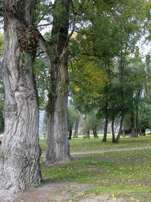 Baumriese im Park