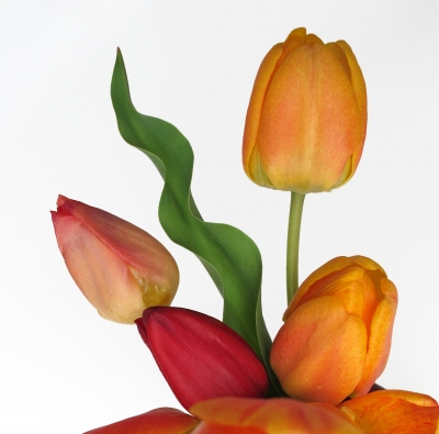 Spielerei mit Tulpen