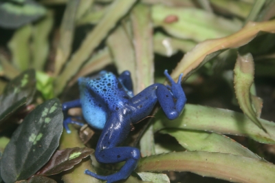 ..bin  blau, ich hüpf dann mal