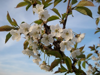 Kirschblüten II