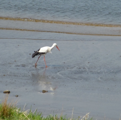 Ein Storch an der Elbe in  der Nähe von Gessthacht