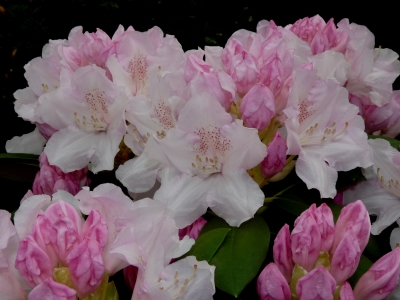 Rosa Rhododendron