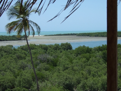 Mangrovenwald Brasilien