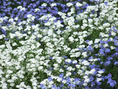 Weißblaue Blütenpracht