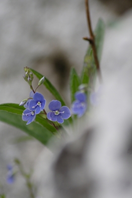 Blumen am Fels