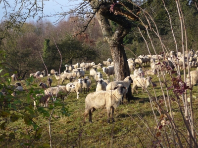 Schafe im Sauerland