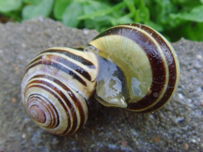 Wenn Schnirkelschnecken schneckeln… II Wenn Schnirkelschnecken schneckeln… II