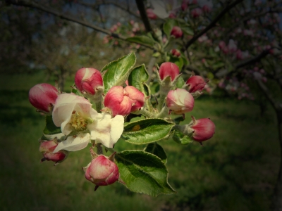 Apfelblüte im Mai
