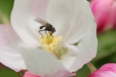 In der Apfelblüte