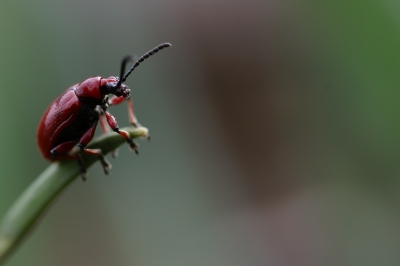 Käfer