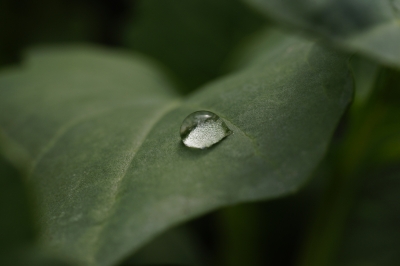 Wassertropfen auf Blatt