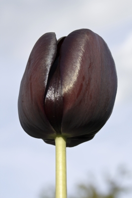 schwarze Schönheit im Sonnenlicht