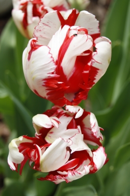 Tulpen rot/weiß