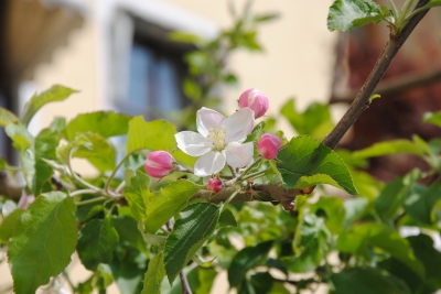 Frühlingserwachen