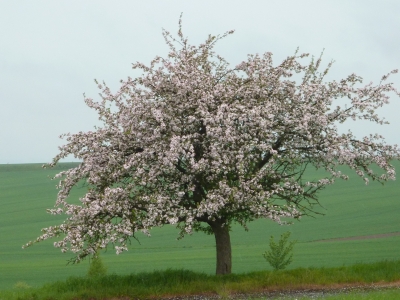 Alter Apfelbaum in voller Blüte.