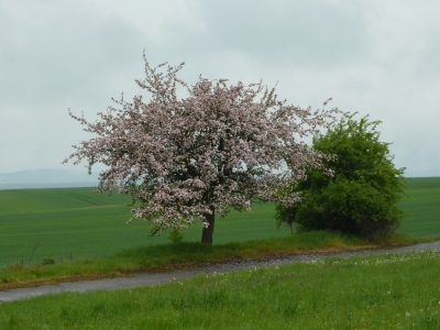 blühender Apfelbaum