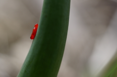 Insekteneier