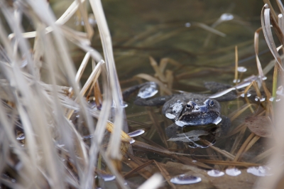 Frosch im Teich 2