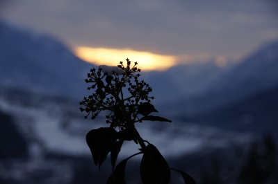 Pflanze bei Sonnenaufgang