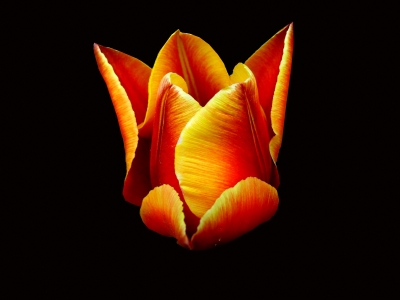 Tulpe