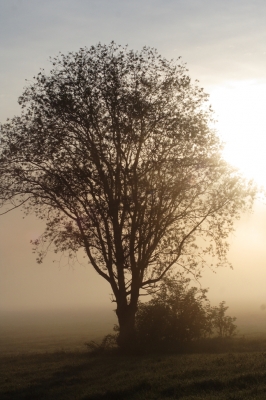 Der Morgenbaum