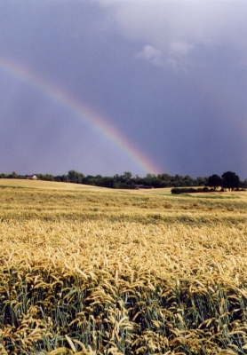 Weizenfeld und Regenbogen