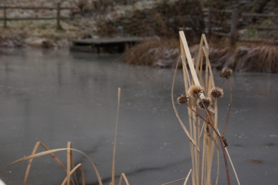 Teichpflanzen im Winter