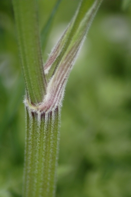 Pflanzendeitail