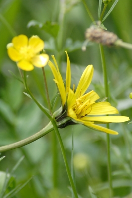 Wiesenbocksbart