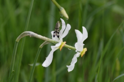 Wiesenbewohner