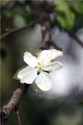 Die letzte Apfelblüte