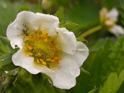 erdbeerblüte mit besuch